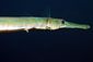 Cornet Fish
